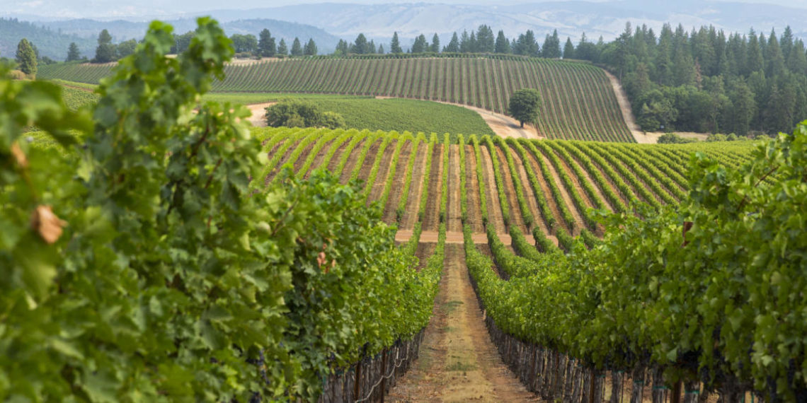 Soil to sale, ranch to register: IoT connects producers, distributors, retailers and consumers