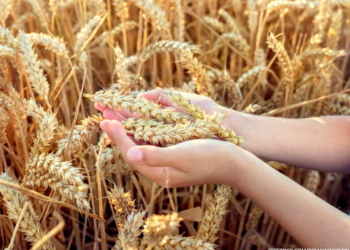 Cisco is investing in Australian agricultural IoT firm Titan Class